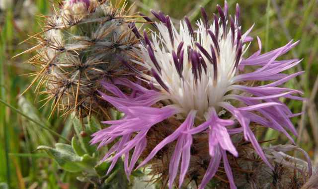 In Salento scoperta una nuova specie botanica: è il "fiordaliso di Punta Pizzo"